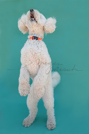 Bellagrace-121-2